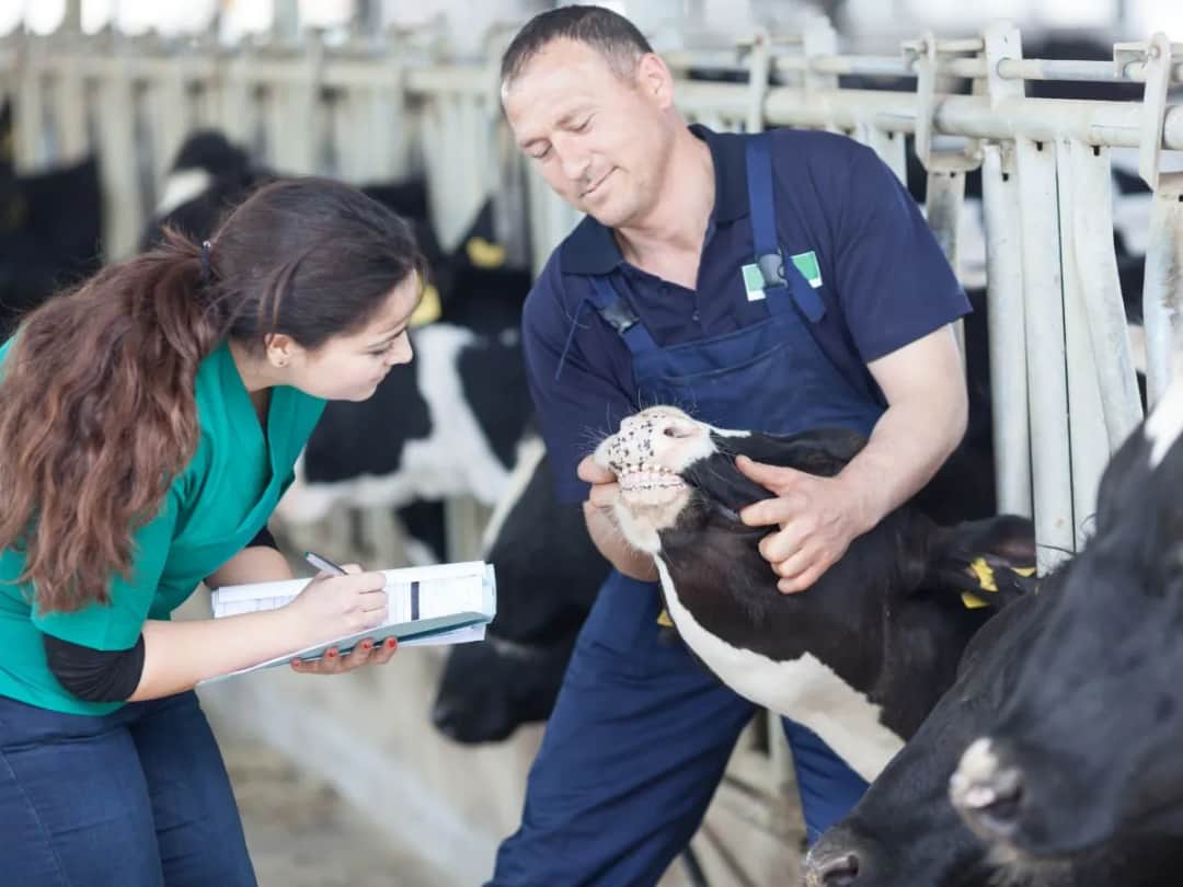 Ile zarabia weterynarz? Zaskakujące fakty o pensjach w Polsce